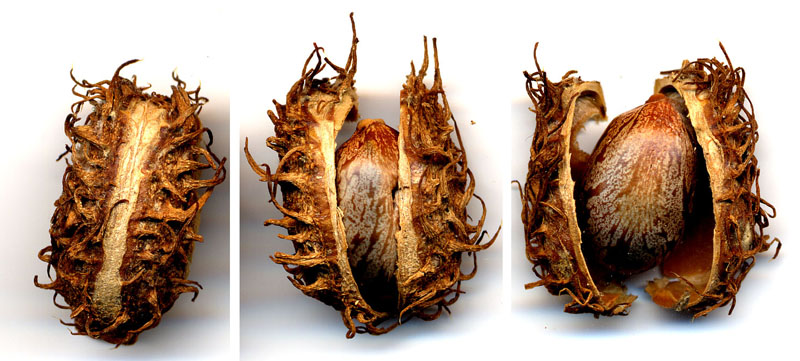 Déhiscence loculicide du fruit de Ricin